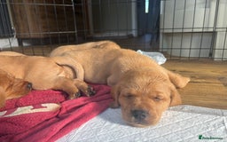Labrador Retriever dogs for sale: Gorgeous Red Labrador Pups - Image 4