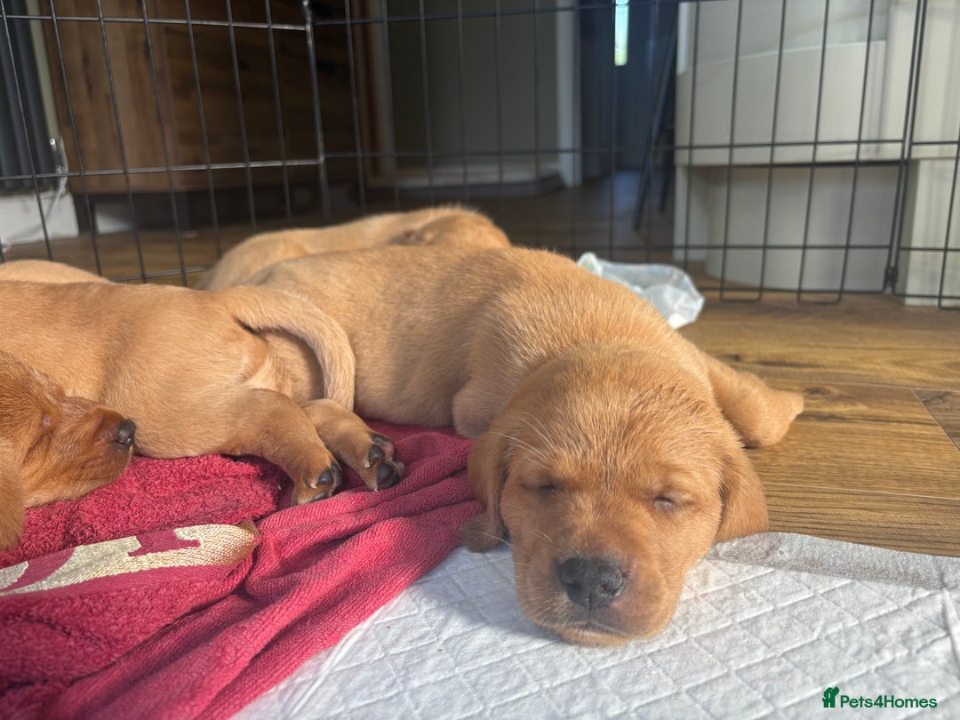 Labrador Retriever dogs for sale: Gorgeous Red Labrador Pups - Image 4