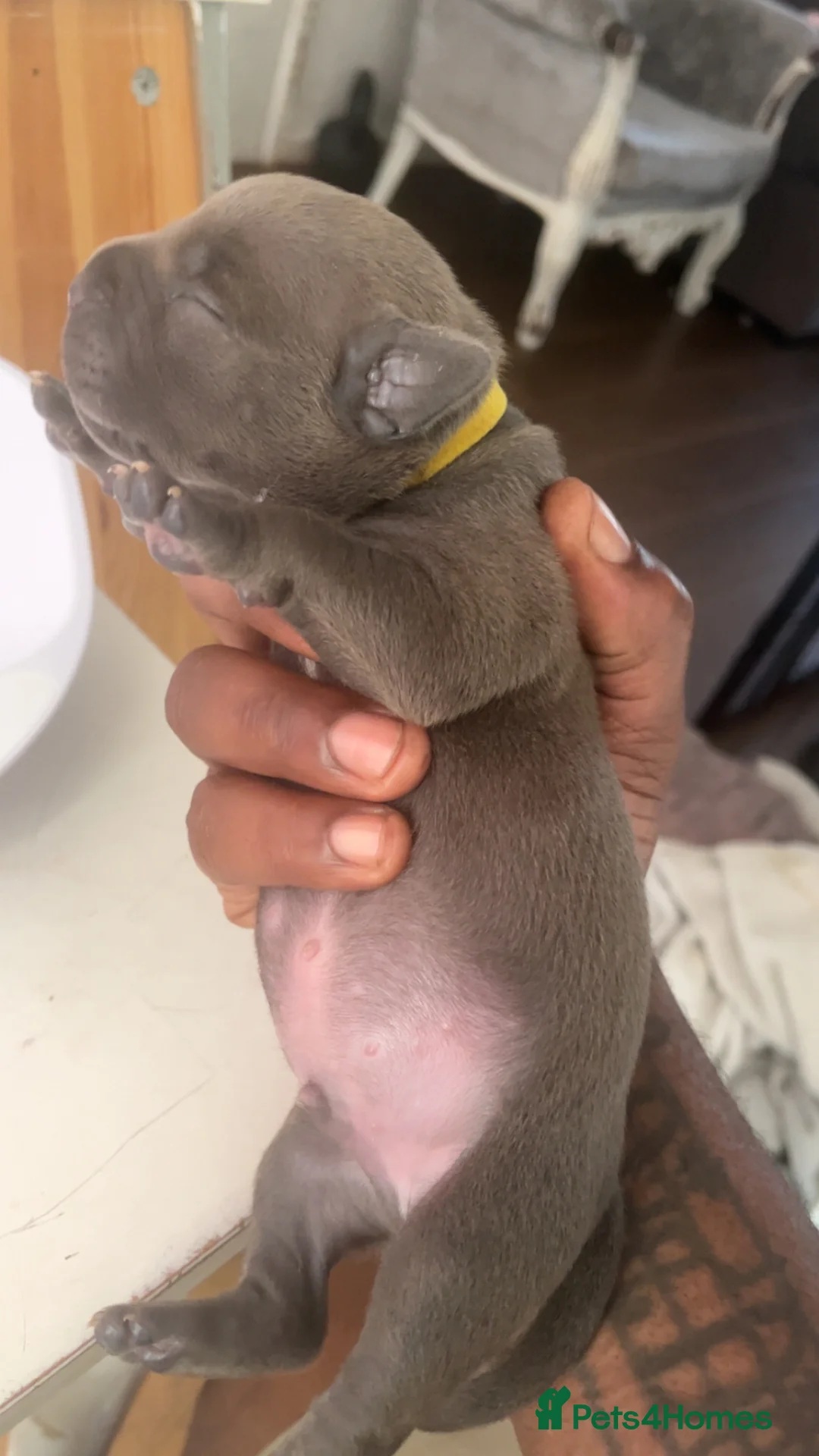 Mixed Breed dogs for sale: Puppies for sale in Liverpool - Advert 2