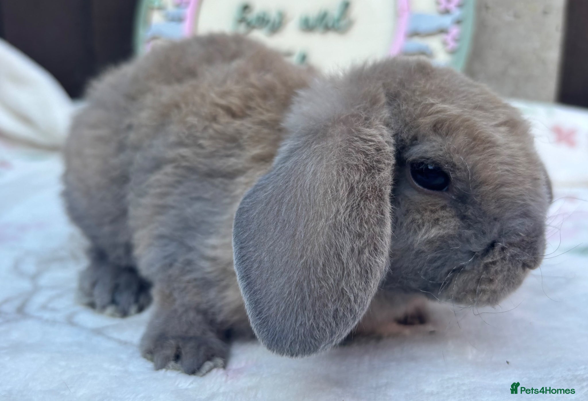 Mini Lop rabbits Mini Plush Lop and Plush Carrier litters - Advert 17