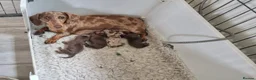Miniature Dachshund dogs for sale: Gorgeous Chocolate and Tan Girls - Advert 1