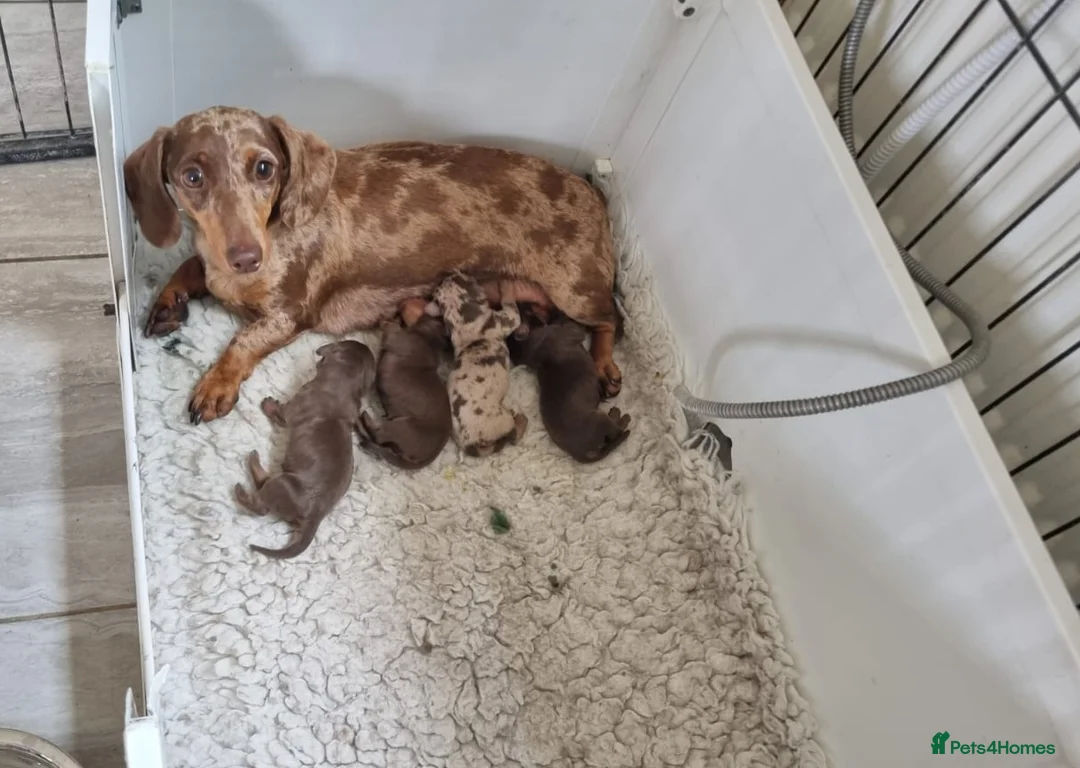 Miniature Dachshund dogs for sale: Gorgeous Chocolate and Tan Girls - Advert 1