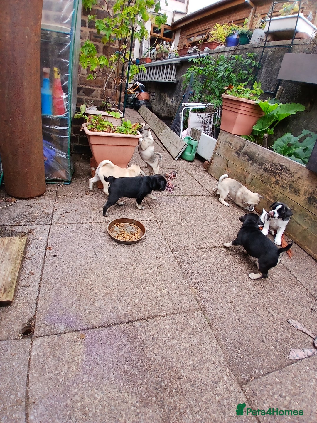 Pug dogs for sale: 4 beautiful Pug puppies for sale. - Image 5
