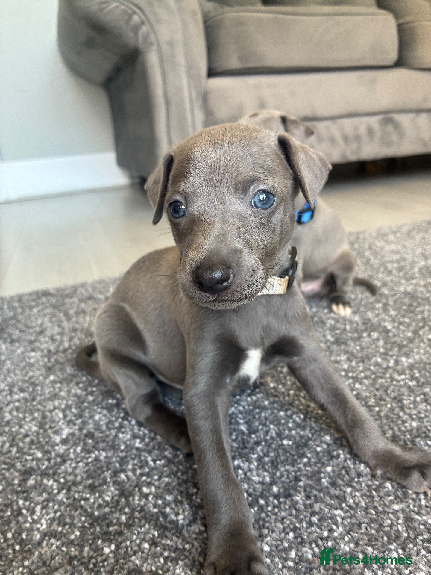 Whippet dogs Blue whippet puppies 🐶 🏡 - Advert 9