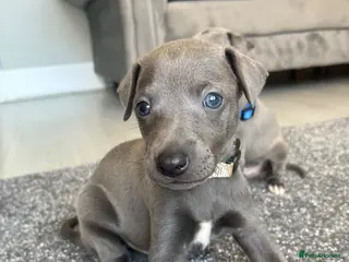 Whippet dogs Blue whippet puppies 🐶 🏡 - Advert 9