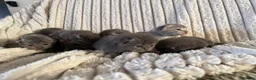 Scottish Fold cats for sale: 8 Beautiful blue Scottish folds  - Advert 6