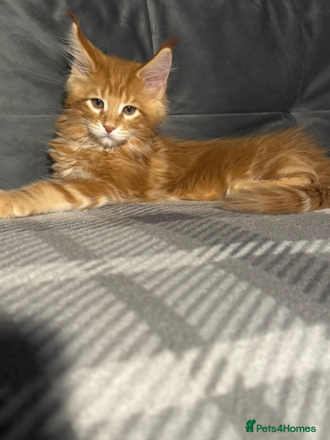 Maine Coon cats for sale: 5 Stunning GCCF Maine Coon Kittens  - Advert 11