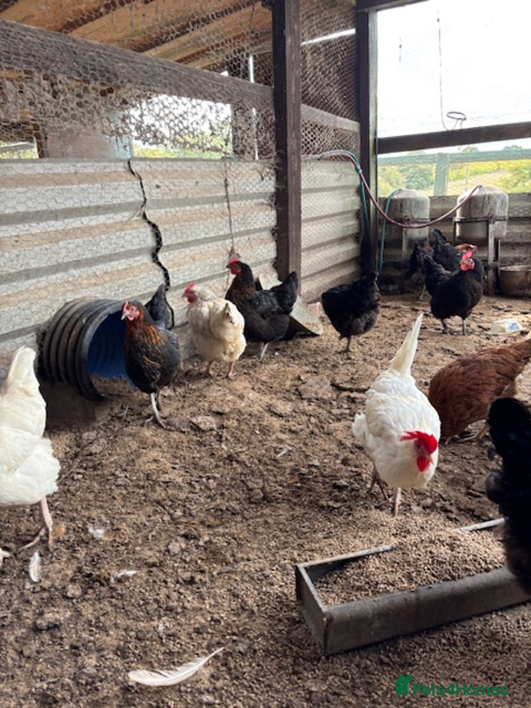 Hens poultry for sale: 10 Laying hens for sale - Image 3