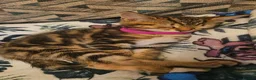 Mixed Breed cats for sale: Female kitten in Cleethorpes - Advert 5