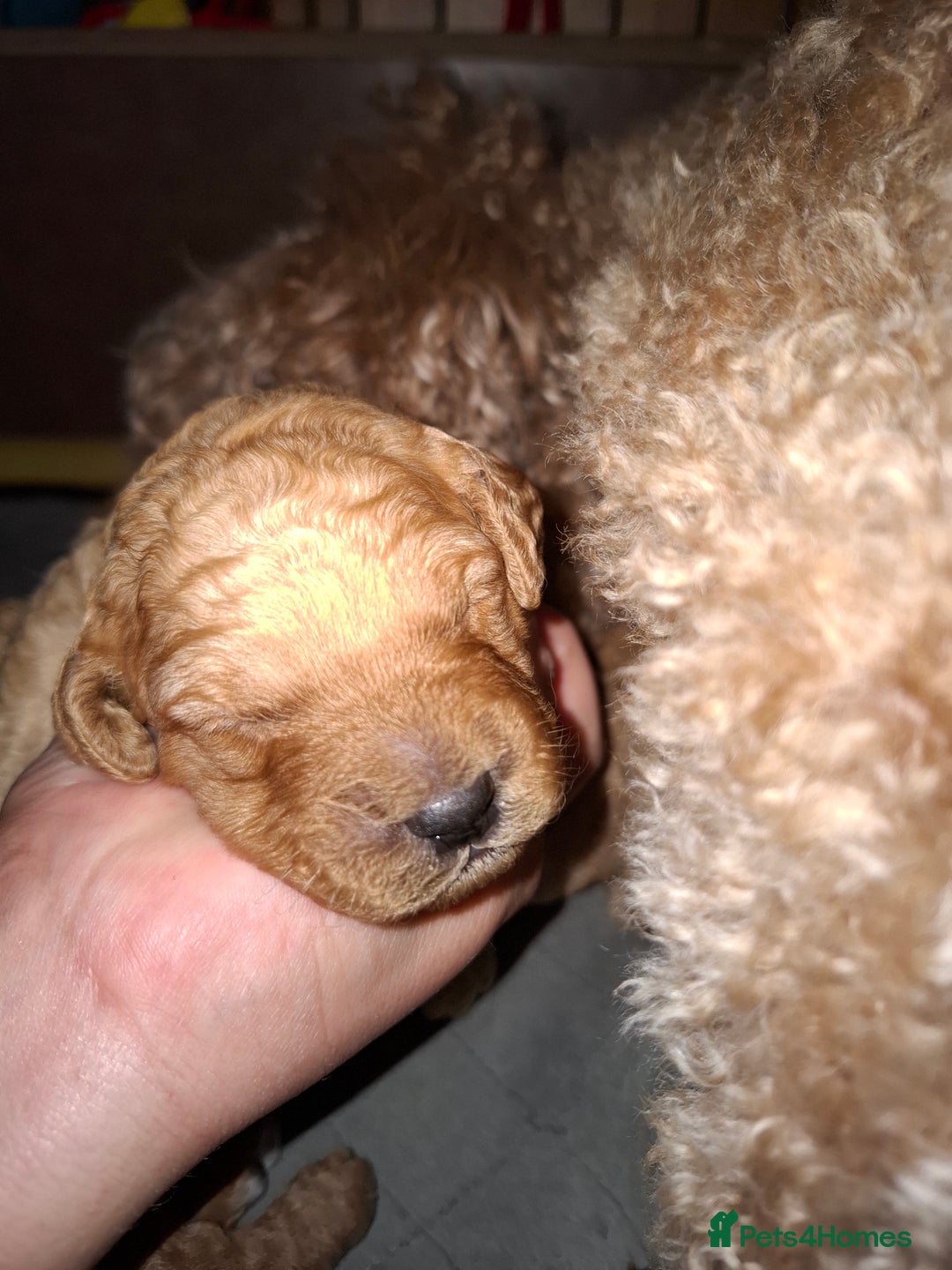 Cavapoo dogs for sale: Amazing Cavapoo's 🐶❤️ - Image 19