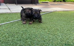 German Shepherd dogs for sale: gorgeous kc reg working blood line German Shepard  - Image 14