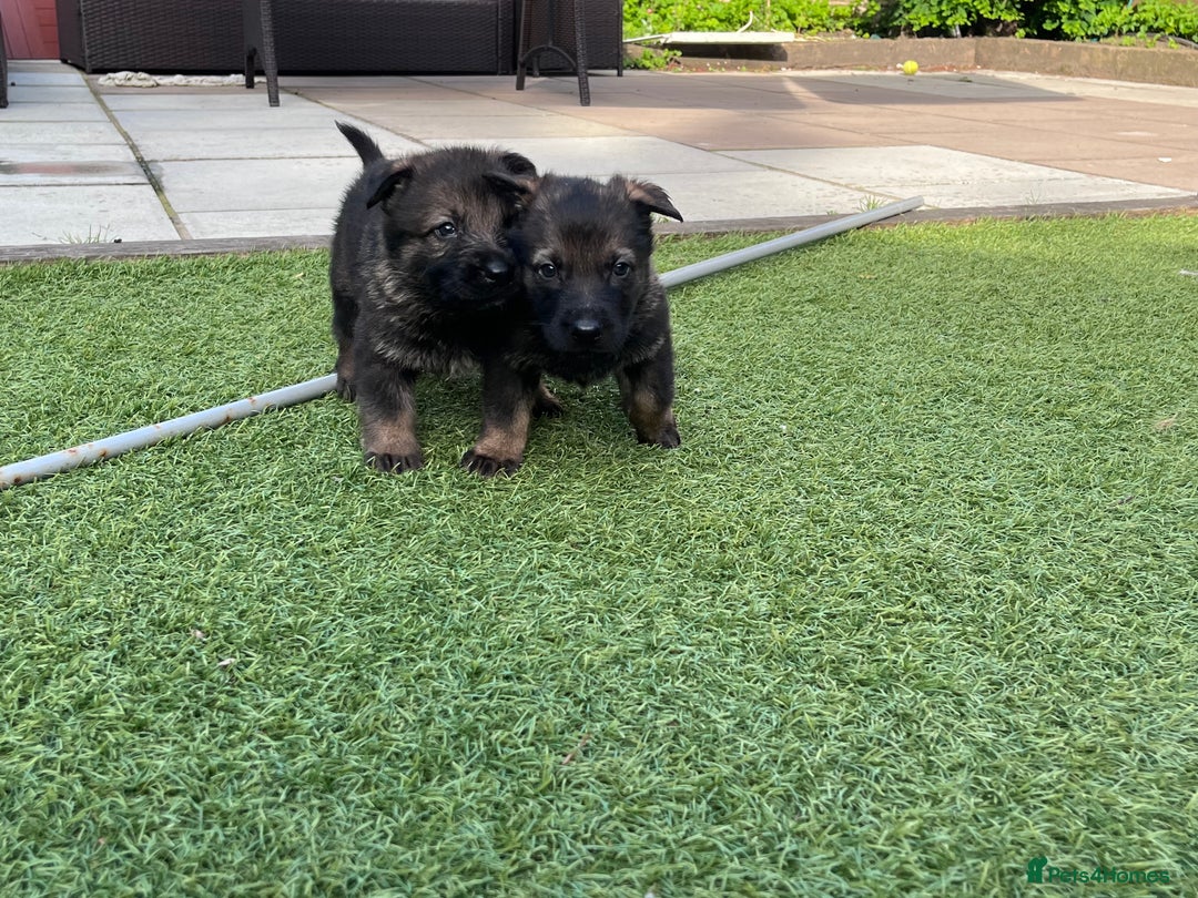 German Shepherd dogs for sale: gorgeous kc reg working blood line German Shepard  - Image 14