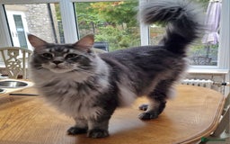 Maine Coon cats for sale: Two Maine Coon Brothers - Image 7