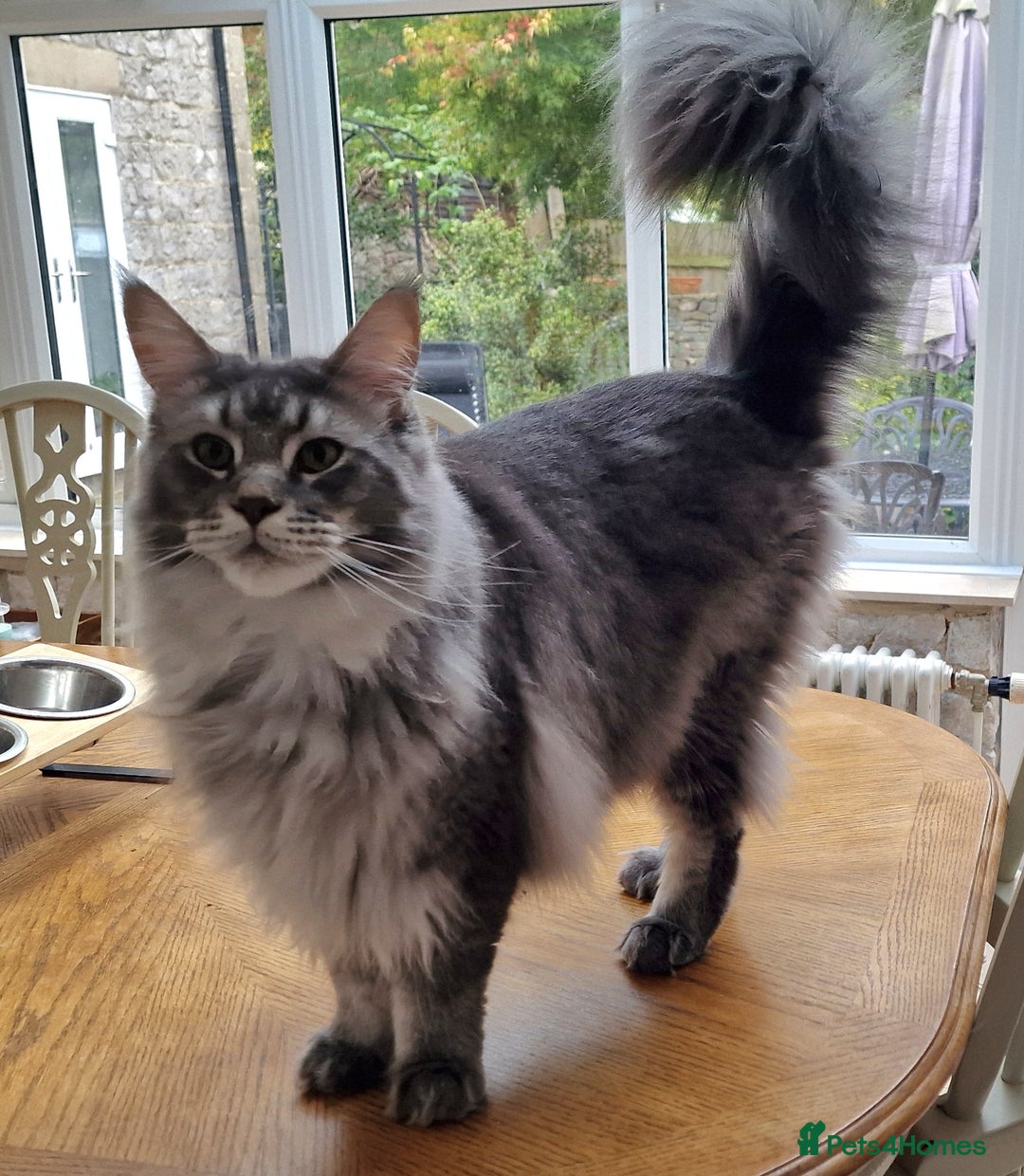 Maine Coon cats for sale: Two Maine Coon Brothers - Image 7