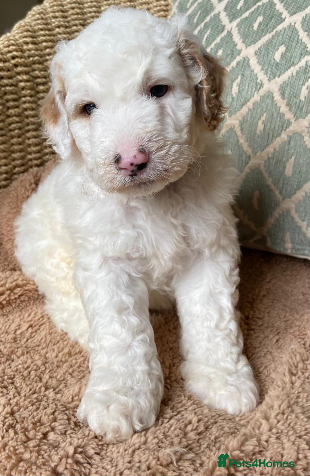 Double Doodle dogs for sale: Gorgeous Australian Double Doodle Pups - Image 11