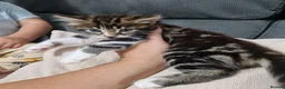 Siberian cats for sale: Fluffy kittens - Advert 6