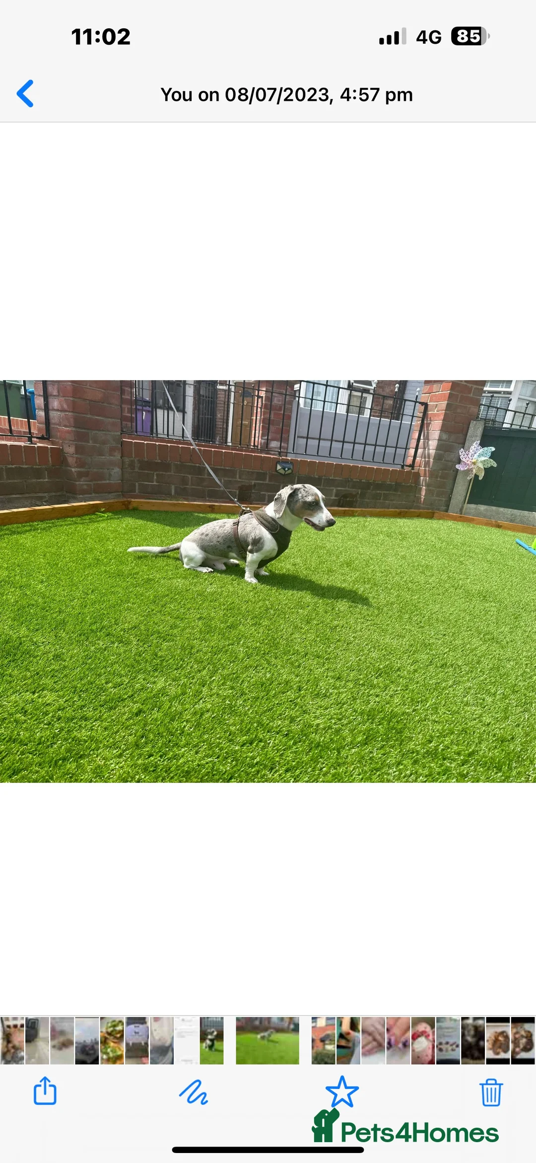 Miniature Dachshund dogs for stud: BLUE DAPPLE PIEBALD STUD CARRYING LONG HAIR CHOCO in Liverpool - Advert 3