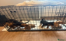 Mixed Breed dogs for sale: Rottweiler cross saluki puppies  - Image 2