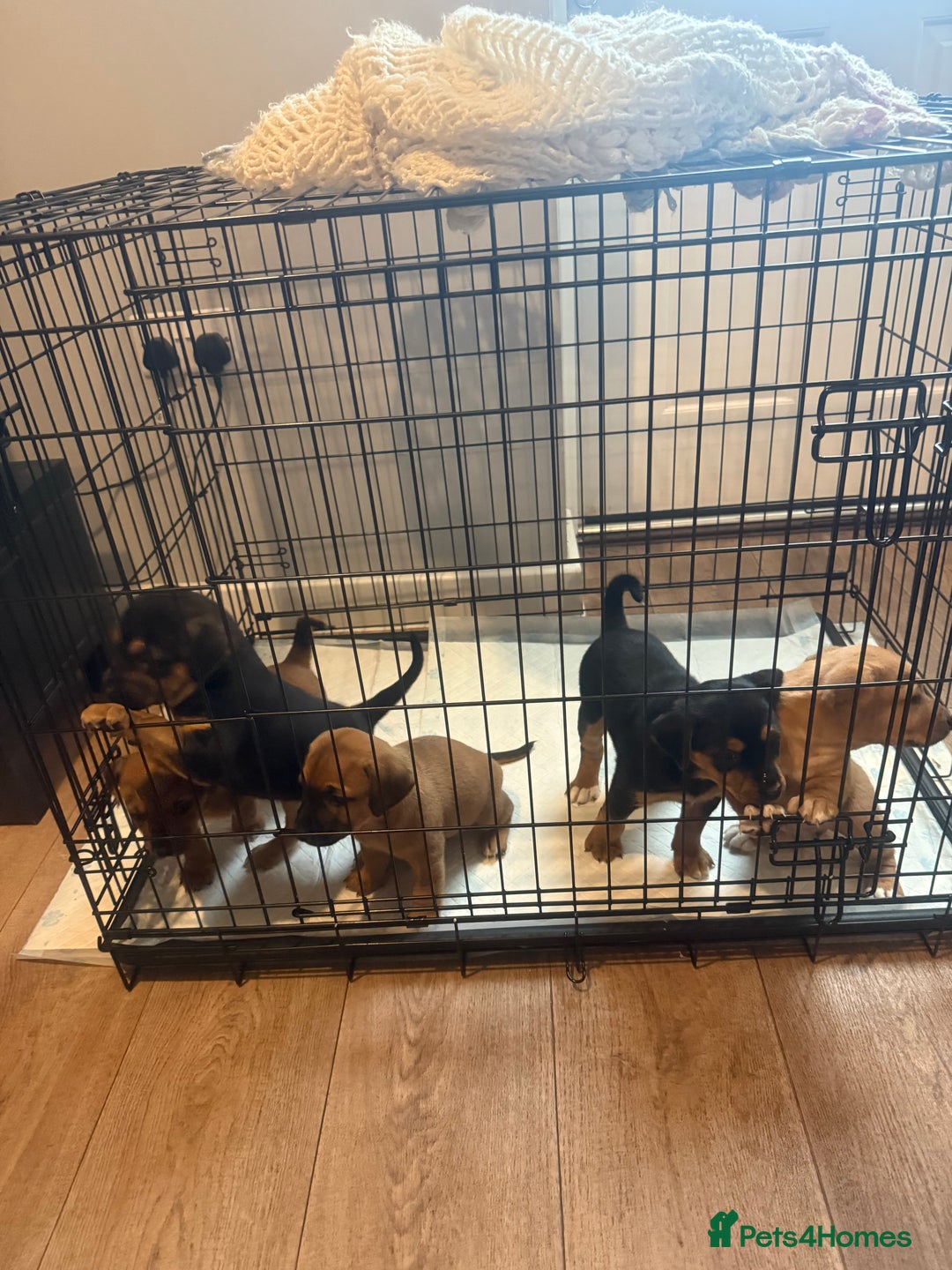 Mixed Breed dogs for sale: Rottweiler cross saluki puppies  - Image 2