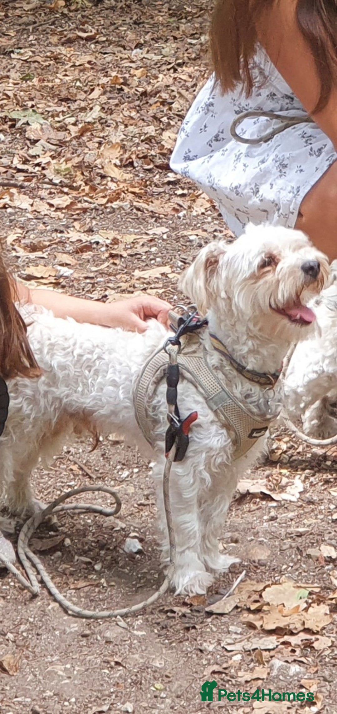 Yochon dogs for sale:  Bichon Frisé x Yorkshire Terrier males - Image 5