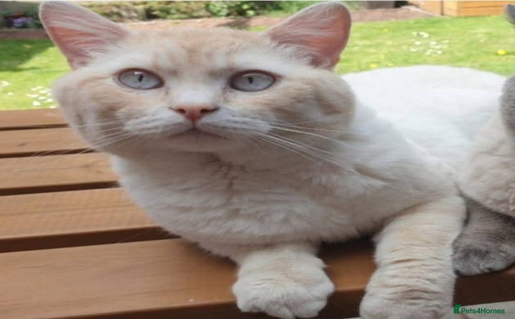 British Shorthair cats - Advert 4