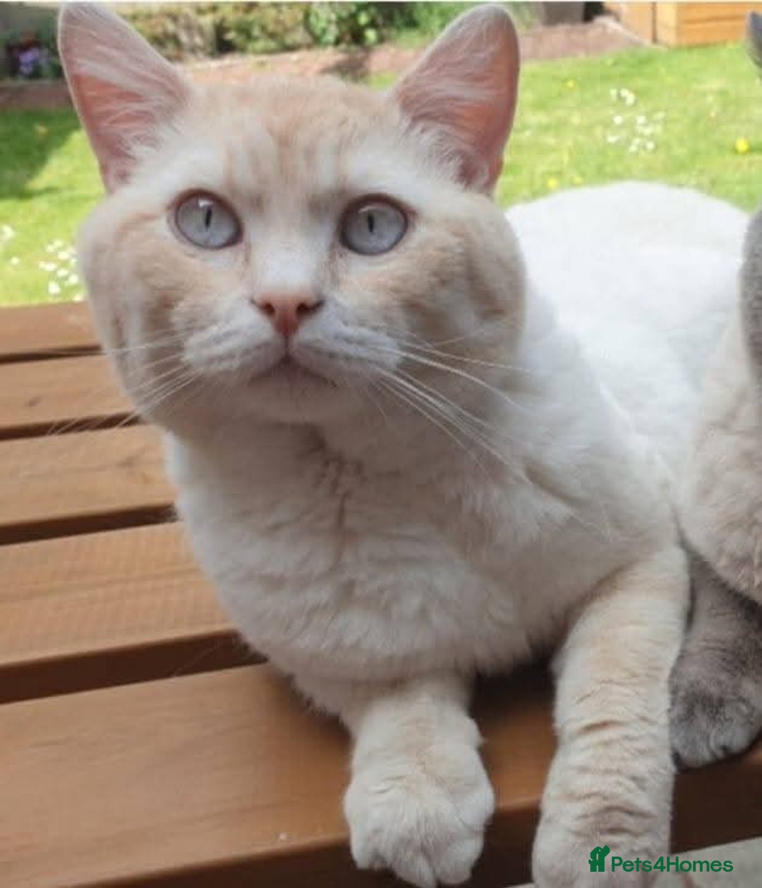 British Shorthair cats for sale: Pedigree GCCF Boy British Shorthair Colourpoint - Image 1