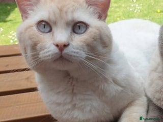 British Shorthair cats - Advert 25