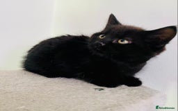 Domestic Shorthair cats for sale: UPDATE: kittens have found their forever homes! in Aylesbury - Image 2