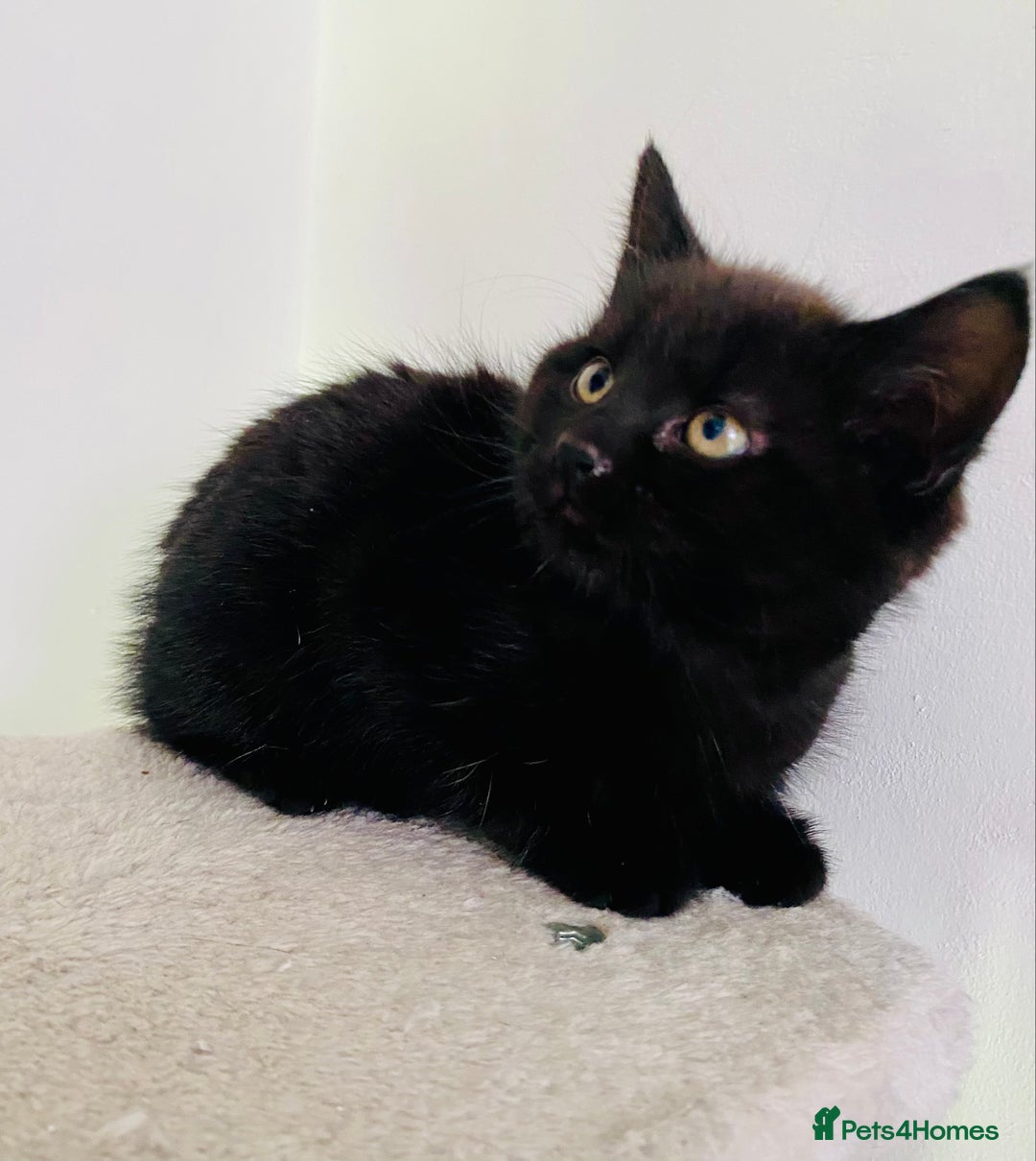 Domestic Shorthair cats for sale: UPDATE: kittens have found their forever homes! in Aylesbury - Image 2