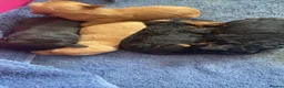 Cockapoo dogs for sale: Toy poodles for sale in Salford - Advert 2