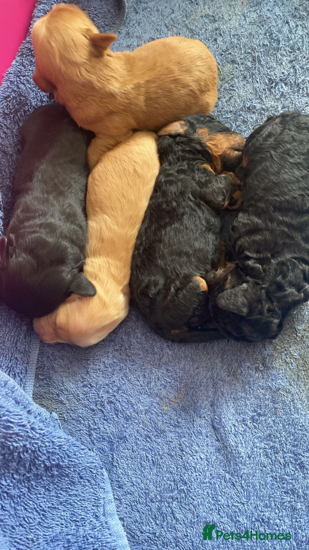 Cockapoo dogs for sale: Toy poodles for sale in Salford - Advert 2