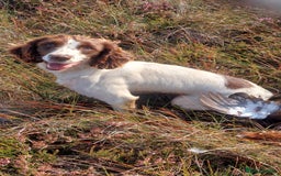English Springer Spaniel dogs for sale: 2 Lovely Male Springer Spaniels - Image 30