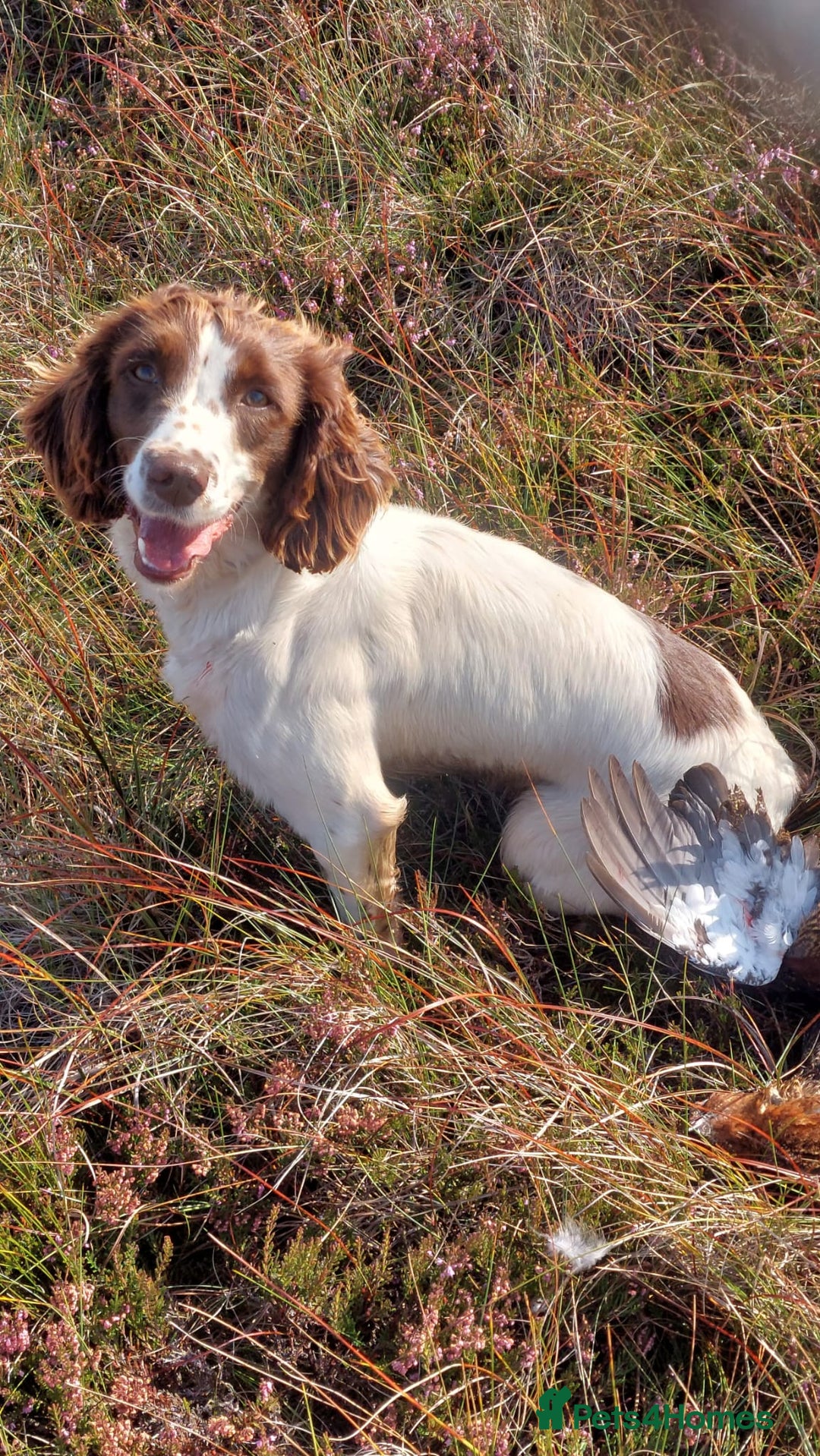 English Springer Spaniel dogs for sale: 2 Lovely Male Springer Spaniels - Image 30