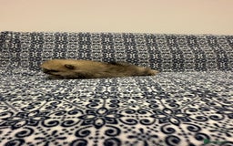 Pomeranian dogs for sale: Stunning littler of KC Pom puppies - Advert 4