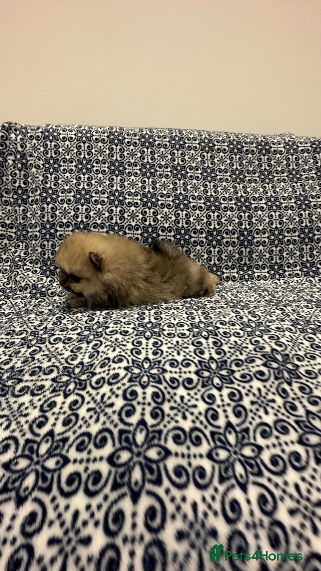 Pomeranian dogs for sale: Stunning littler of KC Pom puppies - Advert 4