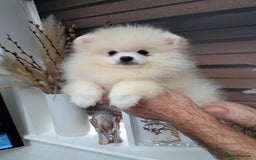 Pomeranian dogs for sale: Beautiful Pomeranian  - Image 2