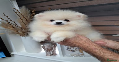 Pomeranian dogs - Advert 5