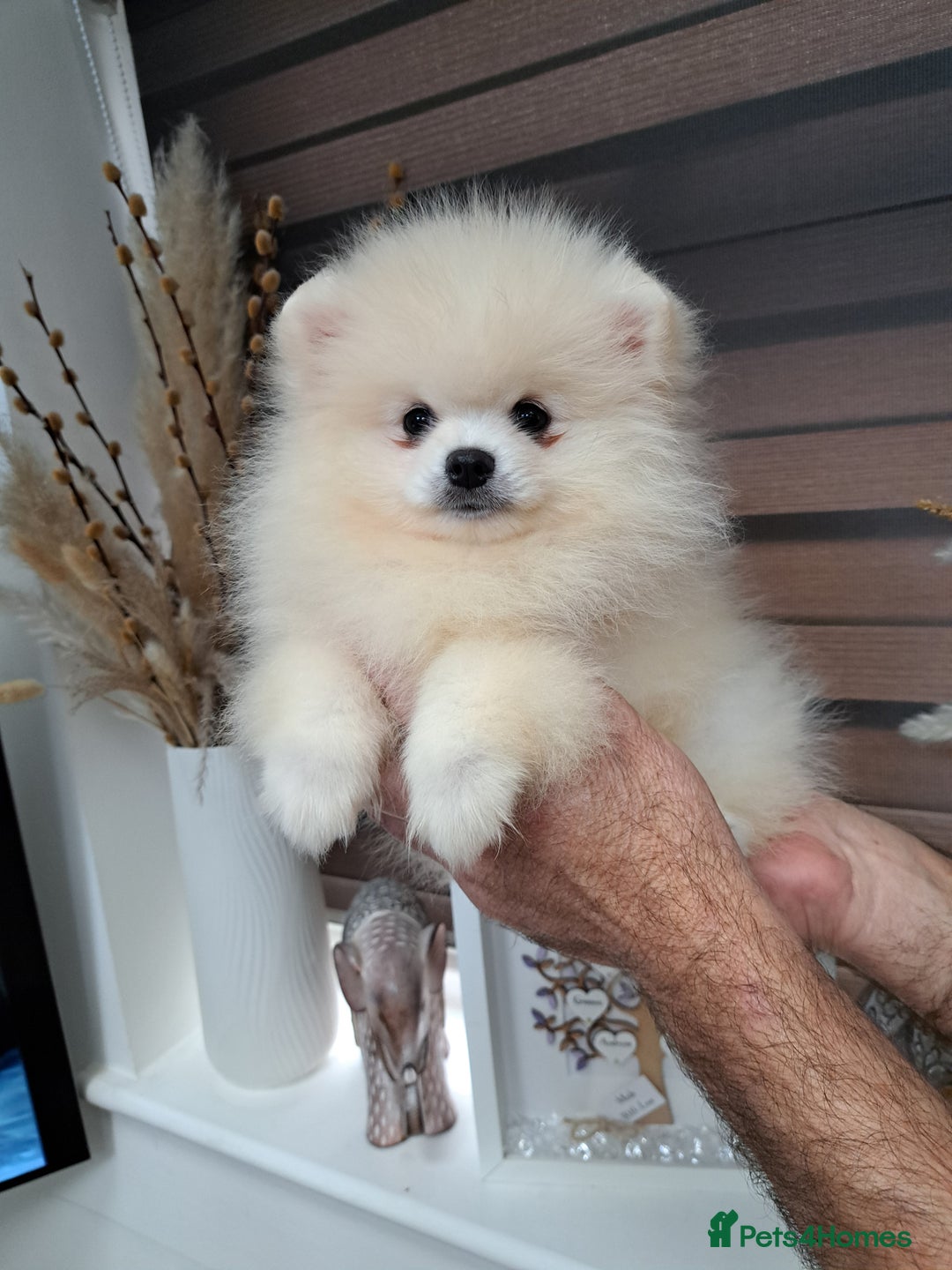 Pomeranian dogs for sale: Beautiful Pomeranian  - Image 2