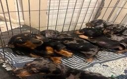 Miniature Dachshund dogs for sale: Miniature dachshunds - Image 6