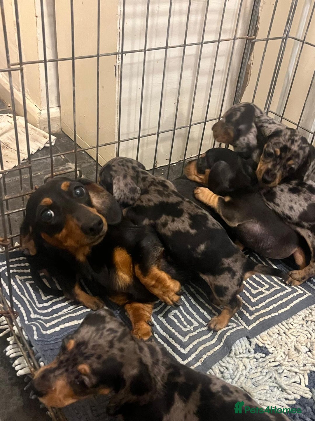 Miniature Dachshund dogs for sale: Miniature dachshunds - Image 6