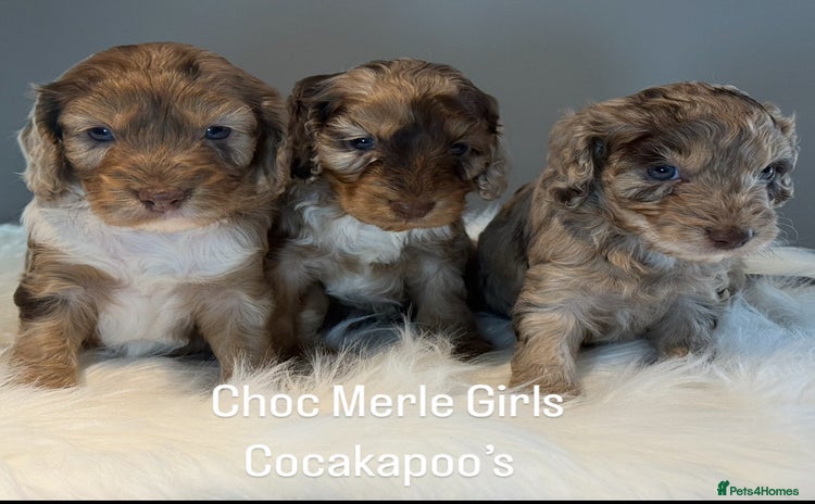 Cockapoo dogs - Advert 3