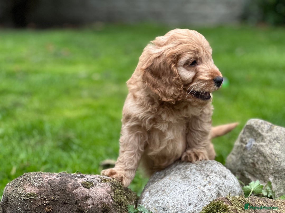 Cockapoo dogs for sale: Stunning cockapoos ready now for loving homes  - Image 6