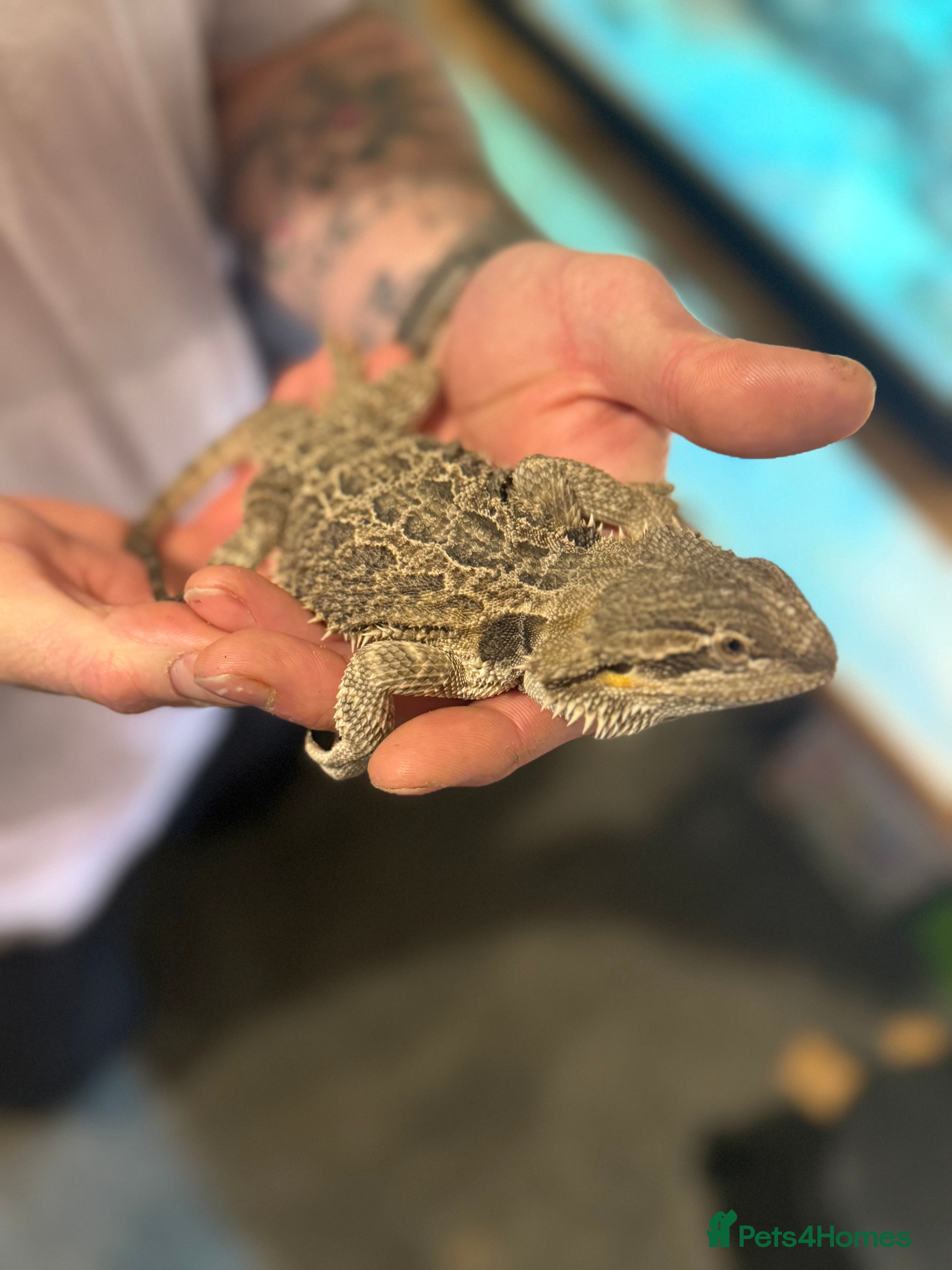 Bearded Dragon reptiles 4-Month-Old Bearded Dragon for Sale – Full Set up - Advert 1