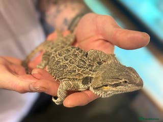 Bearded Dragon reptiles 4-Month-Old Bearded Dragon for Sale – Full Set up - Advert 1