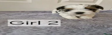 Biewer Terrier 5