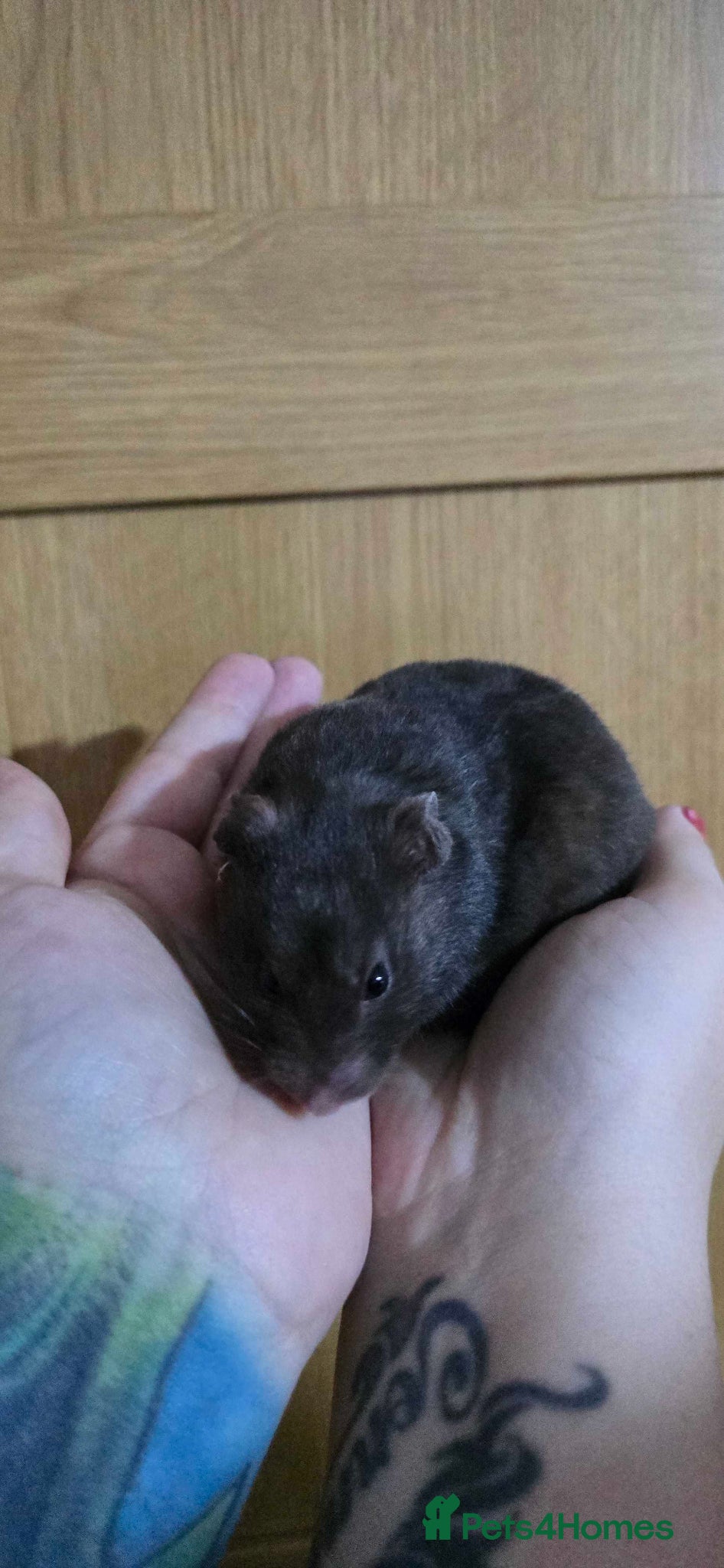 Hamster rodents Syrian hamsters 2 females left - Advert 14