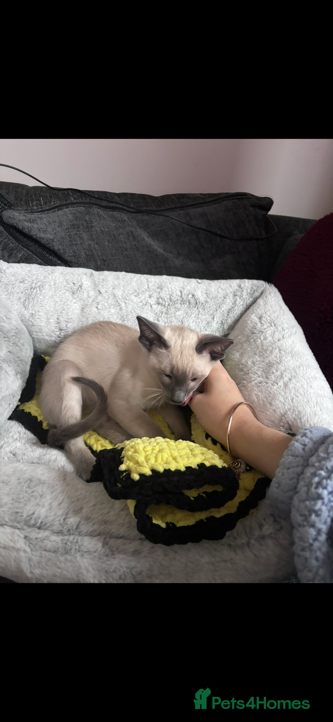 Siamese cats for sale: 1 year old blue point male Siamese - Advert 5