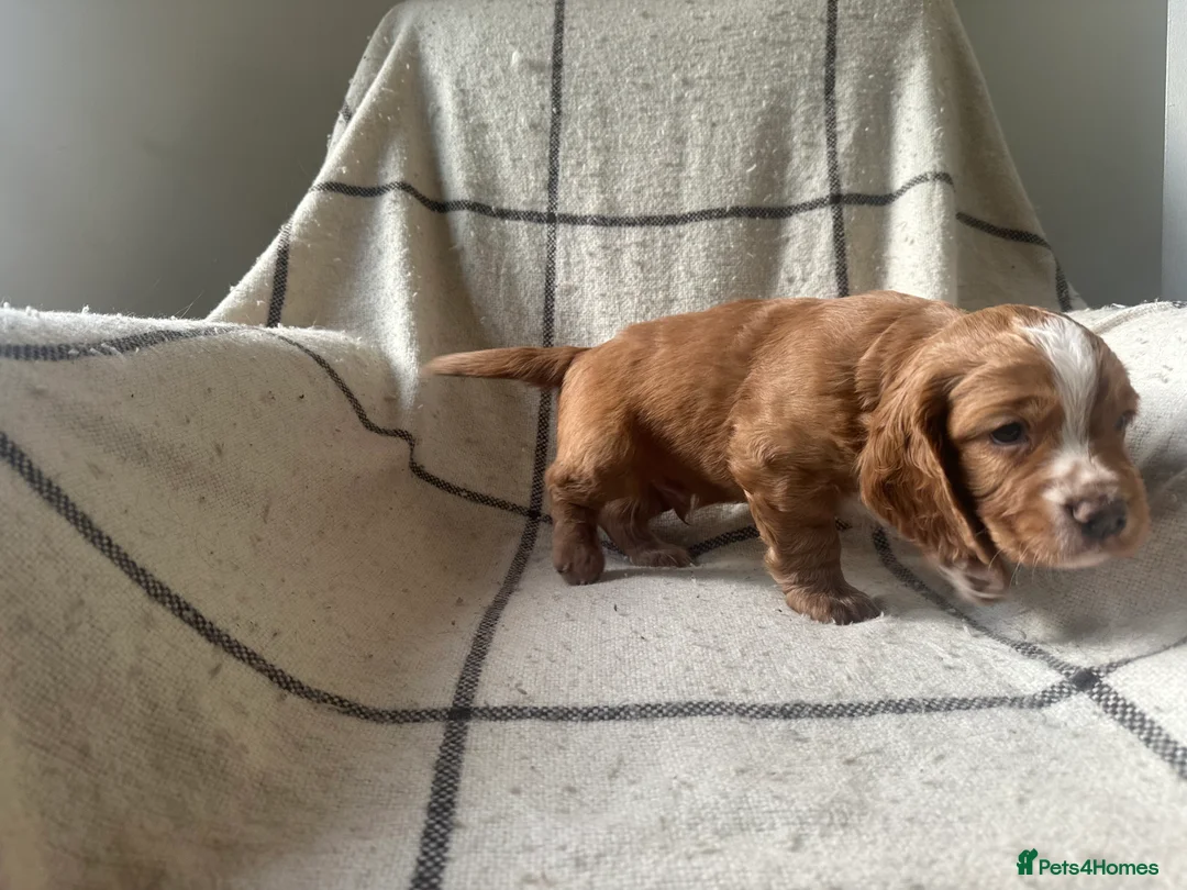 Cocker Spaniel dogs for sale: Working cocker spaniel puppies - Advert 17