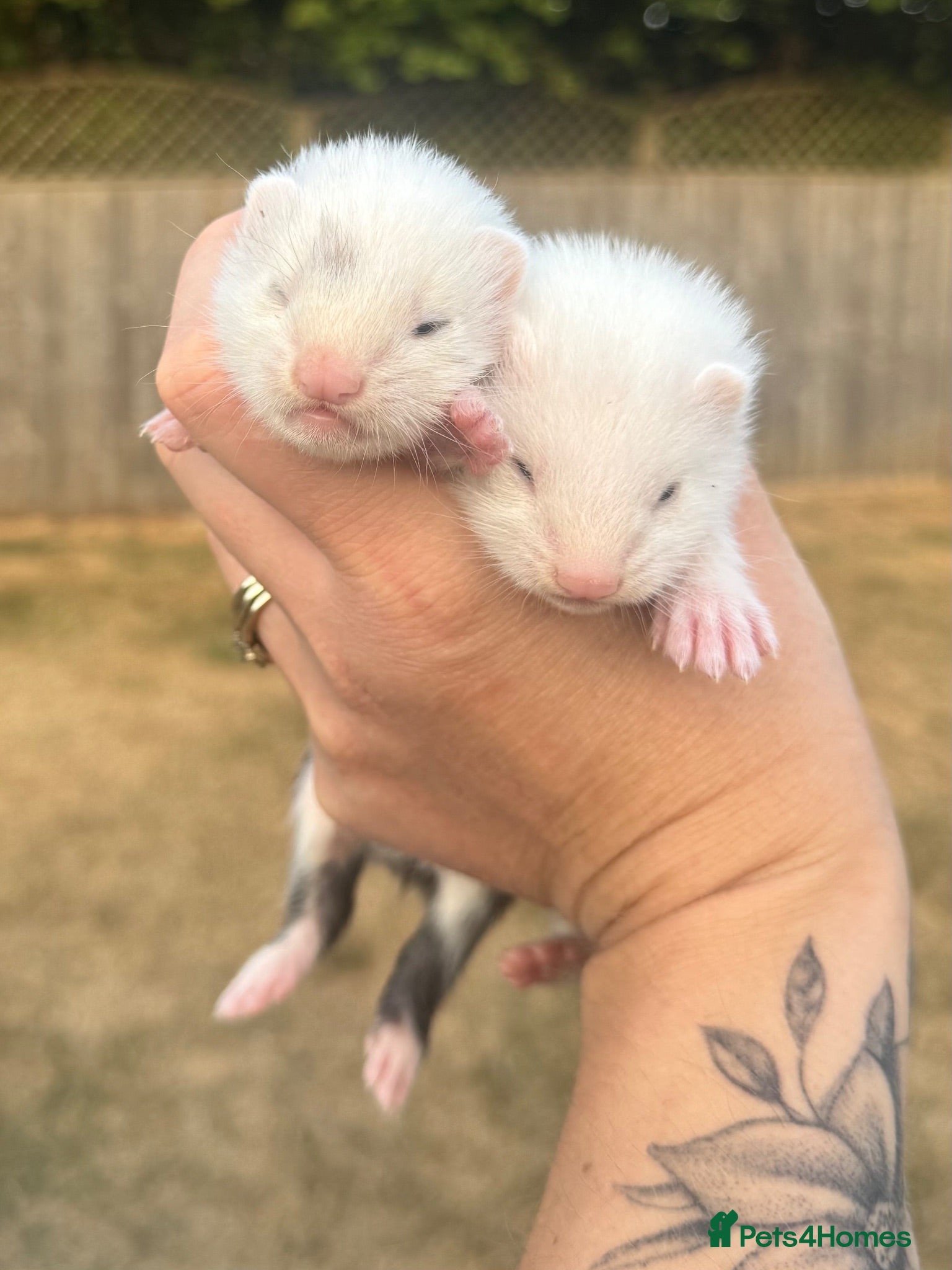 Ferret rodents White Marked Baby Ferrets - Advert 15