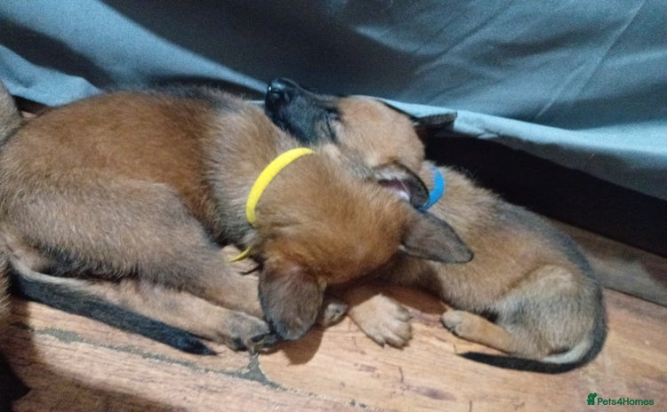 Belgian Shepherd Dog dogs - Advert 1